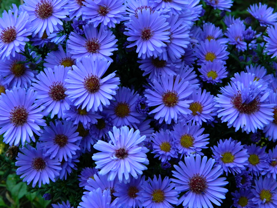 Aster Flower Meaning