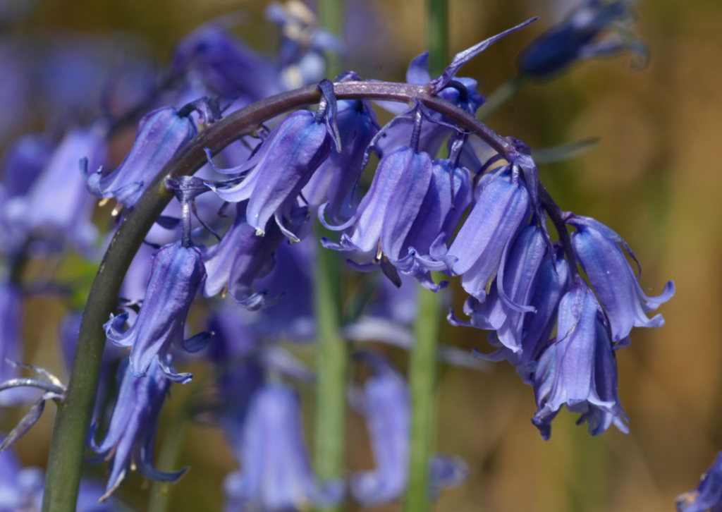 Bluebell Flower meaning
