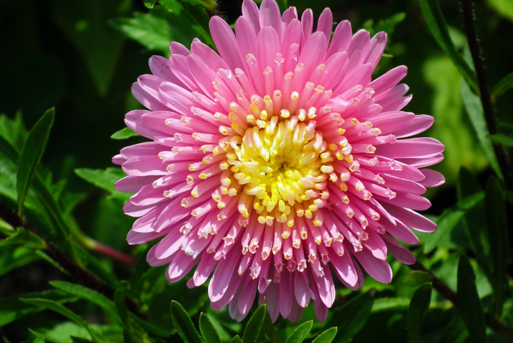 Care for Aster Flowers