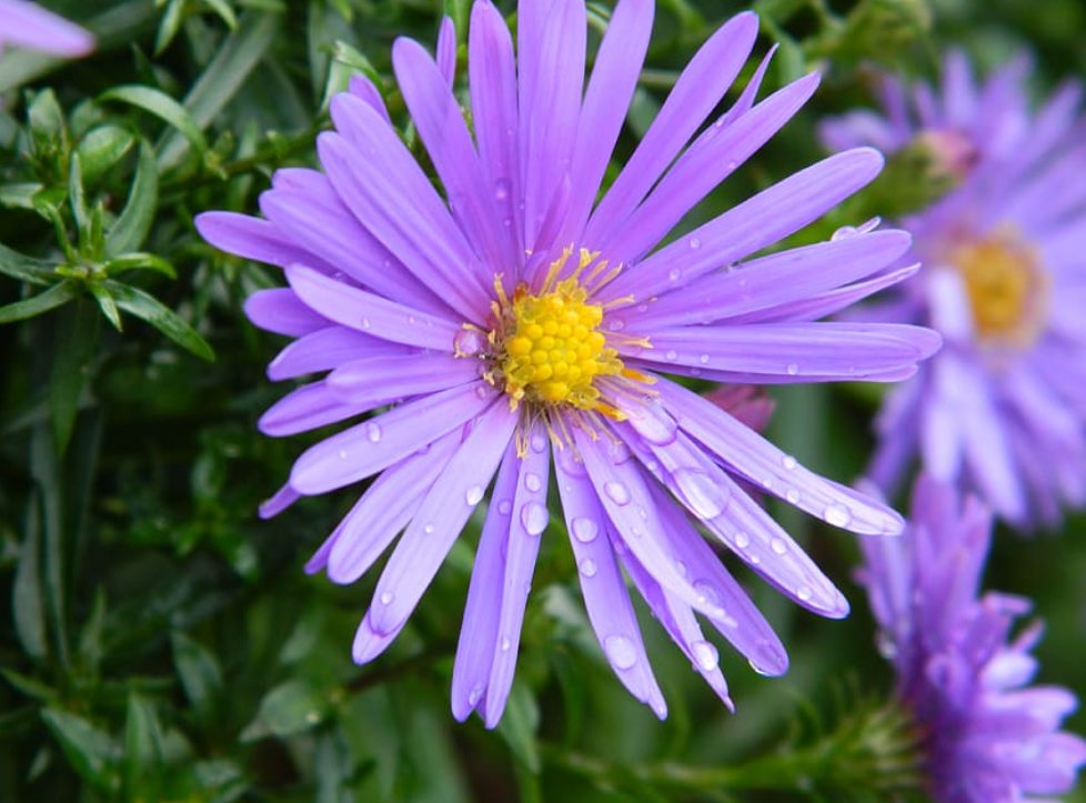 Care for Aster Flowers