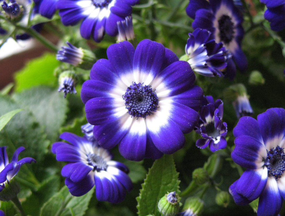 Cineraria meaning