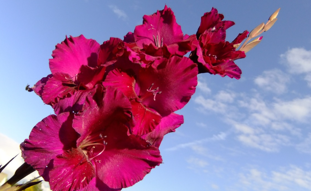 Gladiolus Flower Meaning