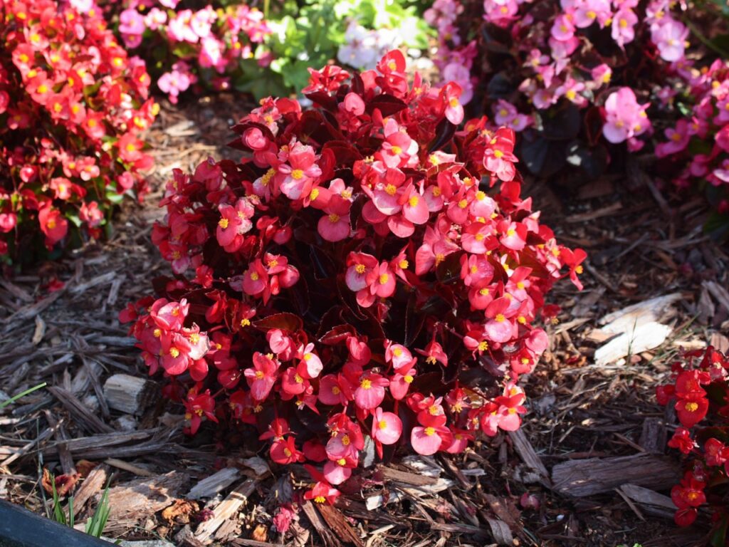 how to care for wax begonias