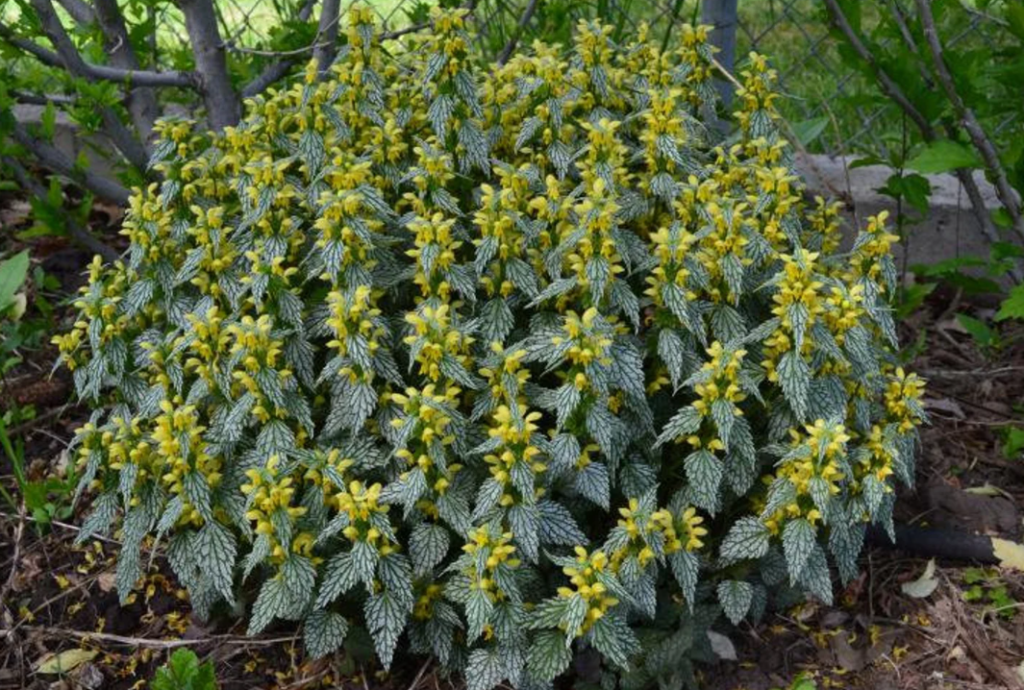 Yellow Archangel Plant Care