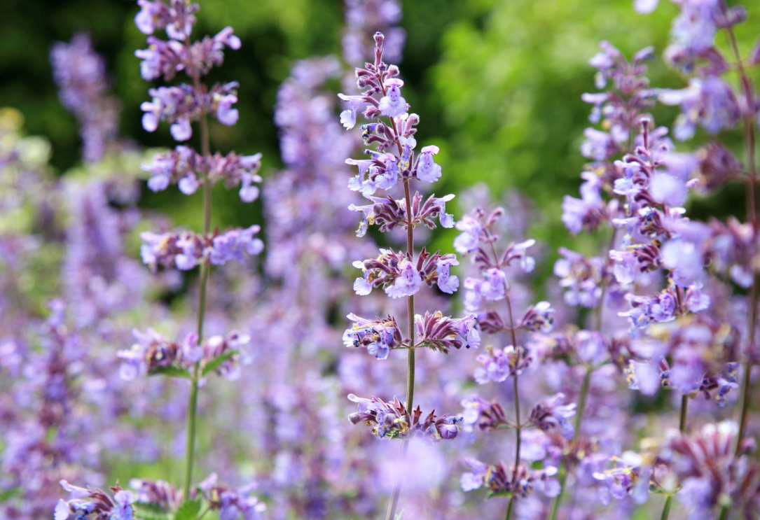 catmint care