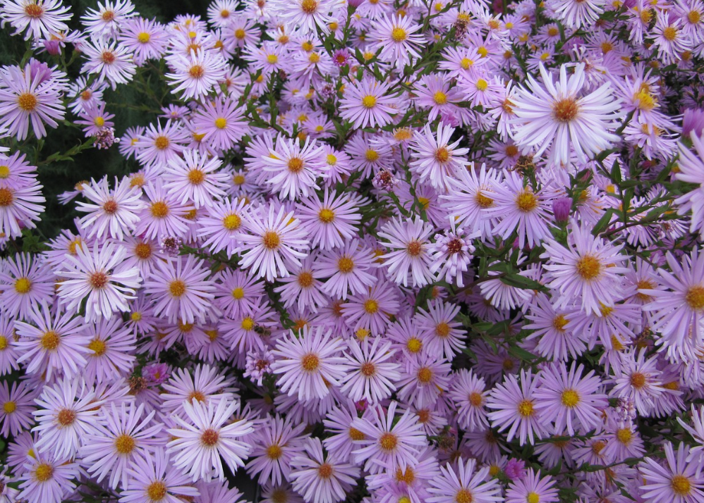 Aster Flower Meaning