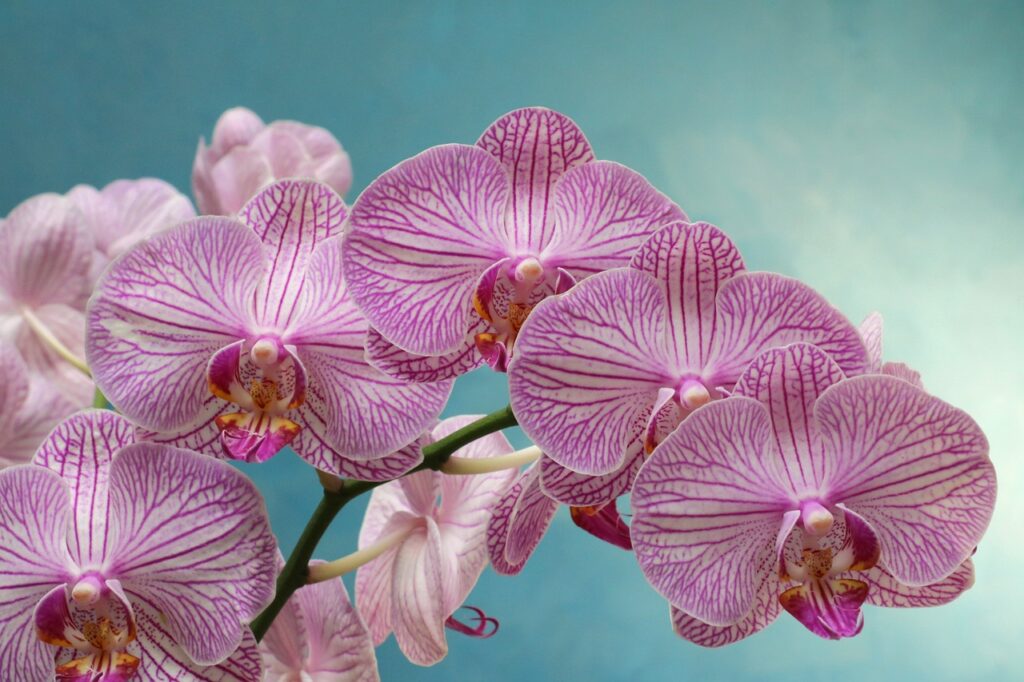 ARE ORCHIDS EDIBLE