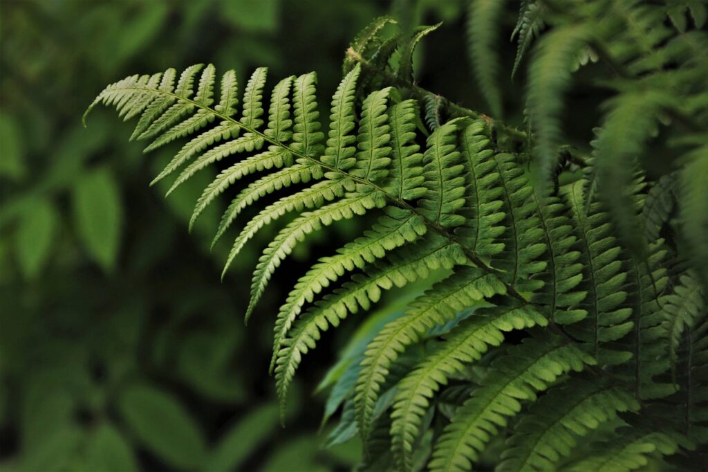 Are ferns poisonous to cats and dogs