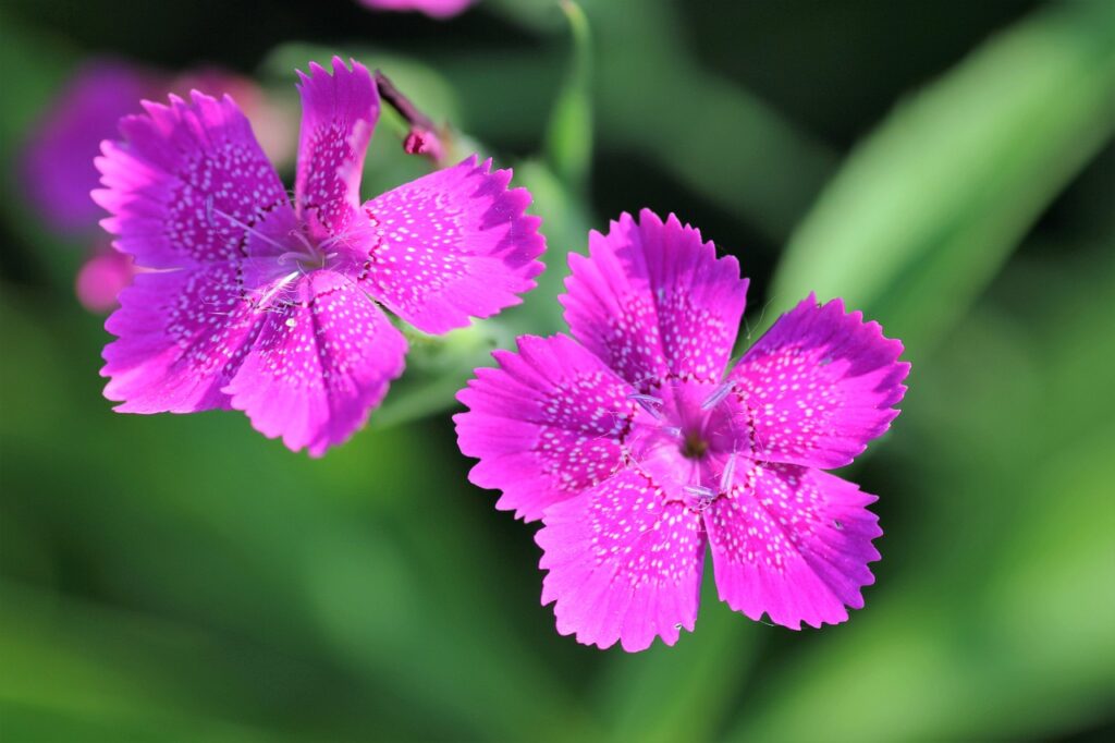 Armeria Flower meaning