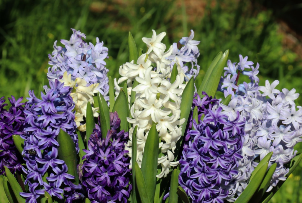 Care Hyacinth