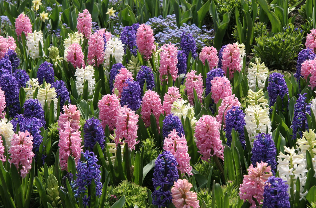 Care for Hyacinth