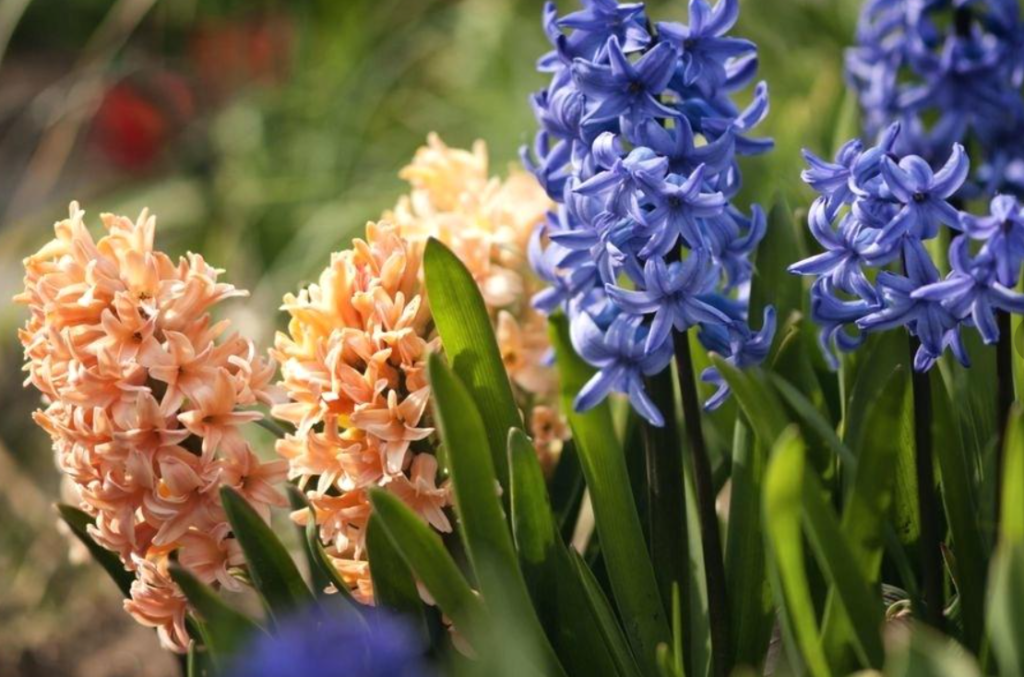 Caring for Hyacinth