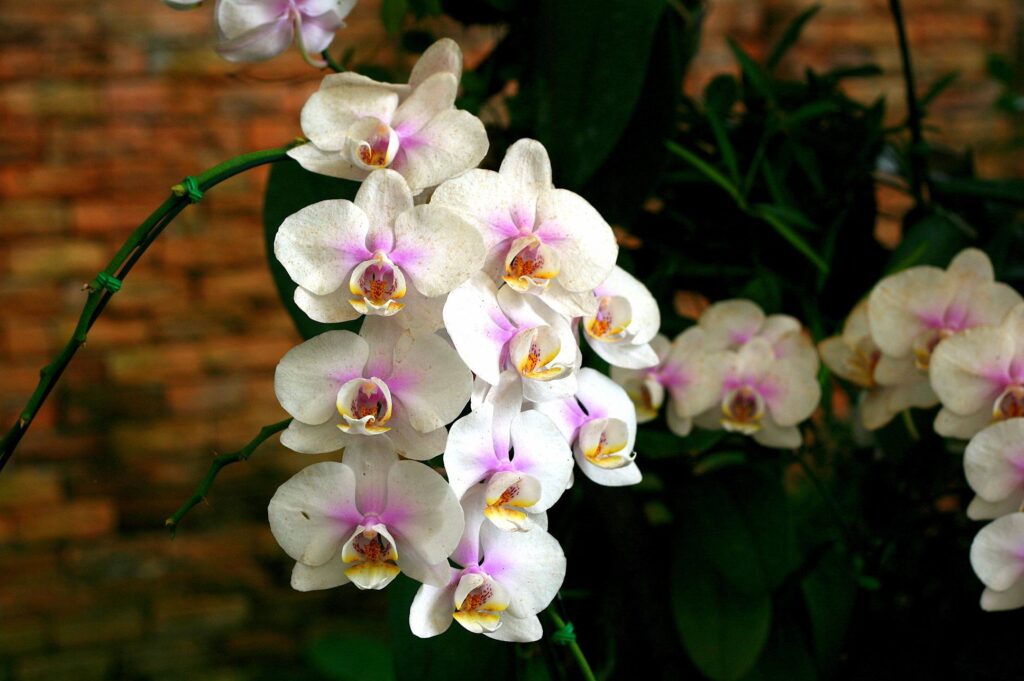 How Long Do Orchids Live