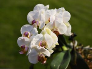 How Long Do Orchids Take to Grow