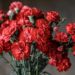Are Carnations Toxic to Cats