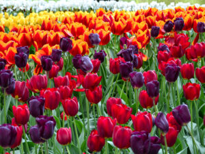tulips annual