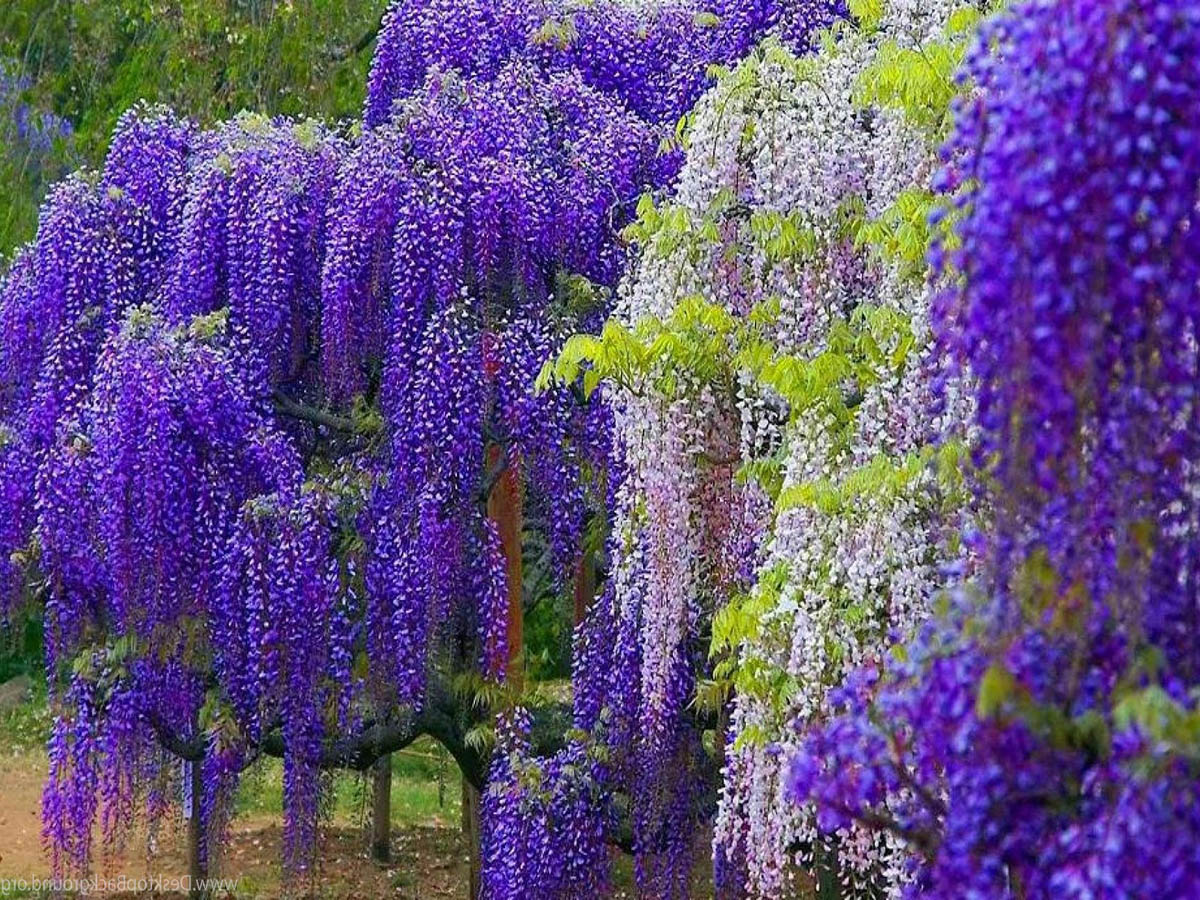 Blue Chinese Wisteria Tree Care