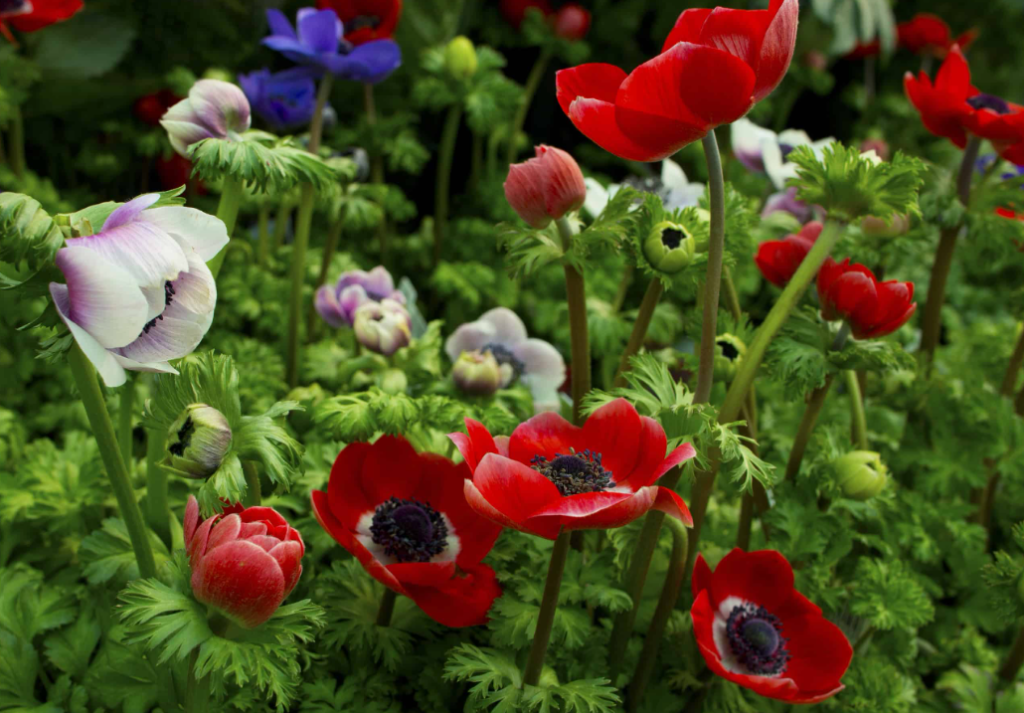 Anemone Flower colors