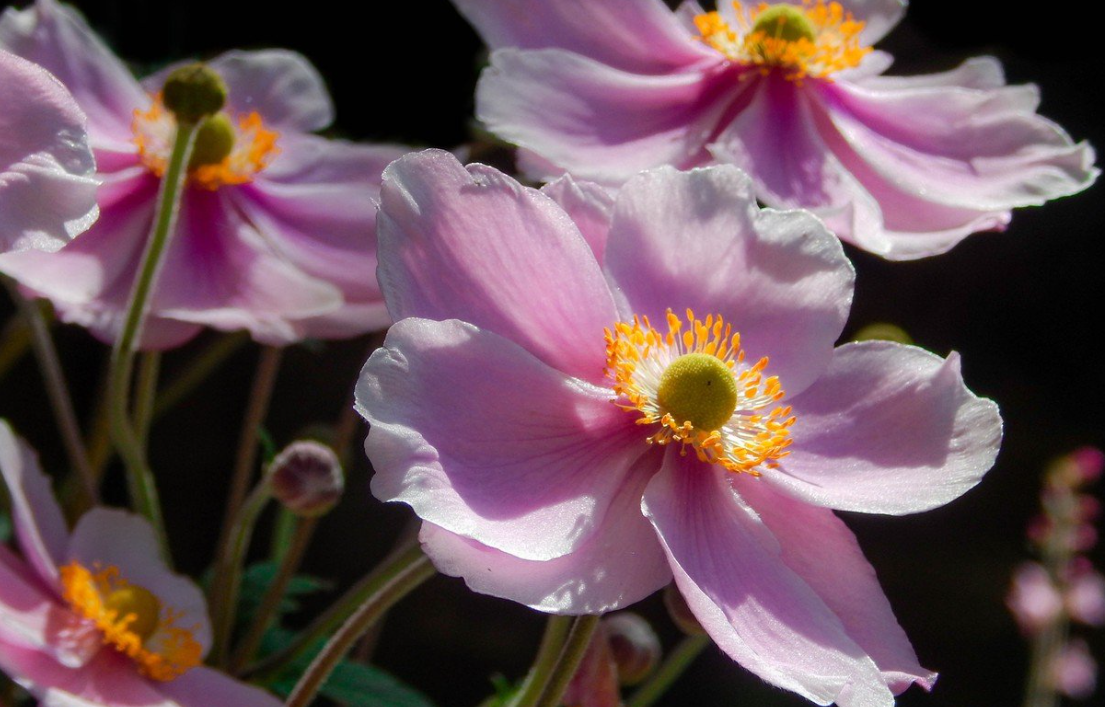 Anemone come back every year