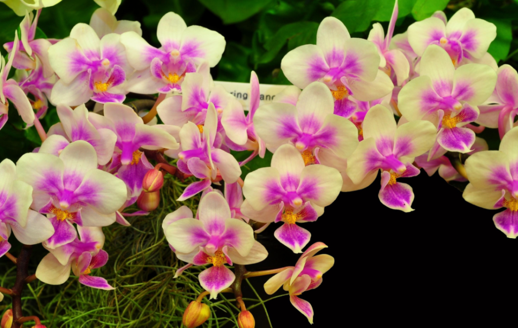 choosing orchids