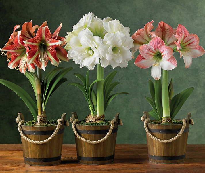 Does Amaryllis Come Back Every Year