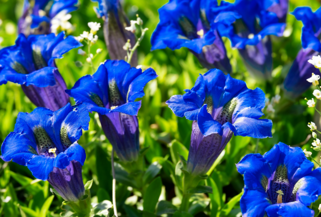blue flower name