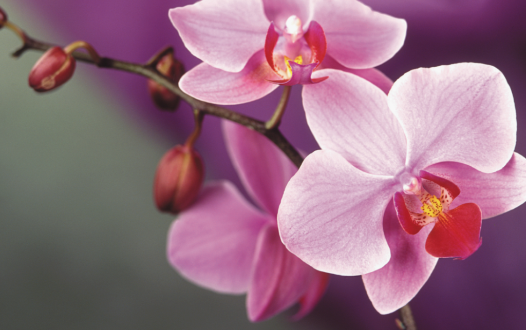 how to choose orchids