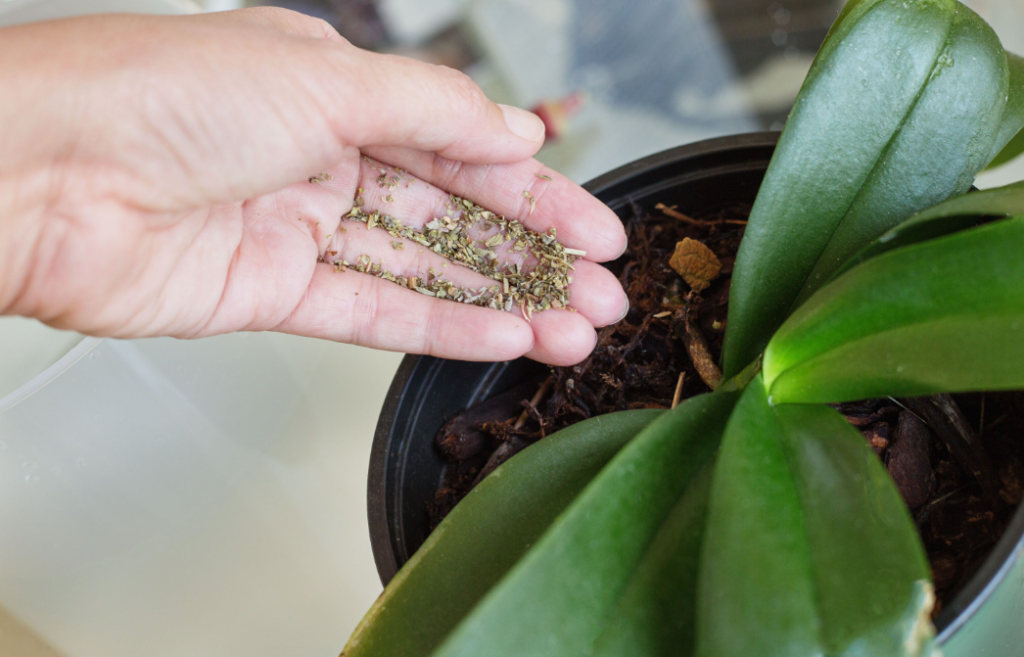 How to Fertilize Orchids