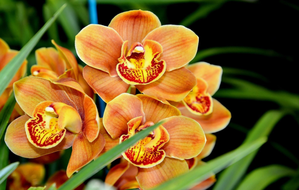 How to Make Orchids Bloom A Step-by-Step Guide
