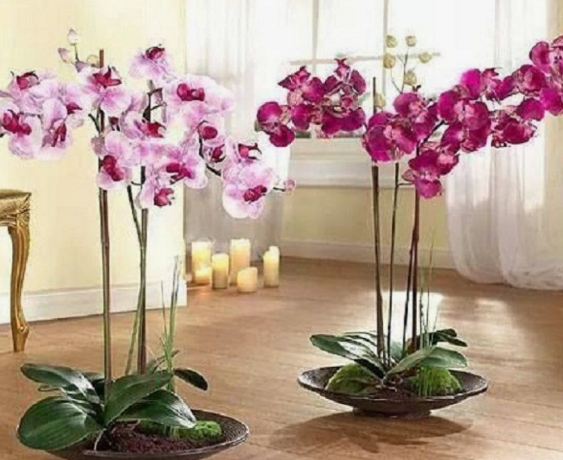 Orchids Bloom