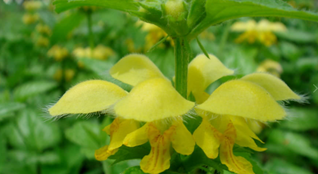 Yellow Archangel plant
