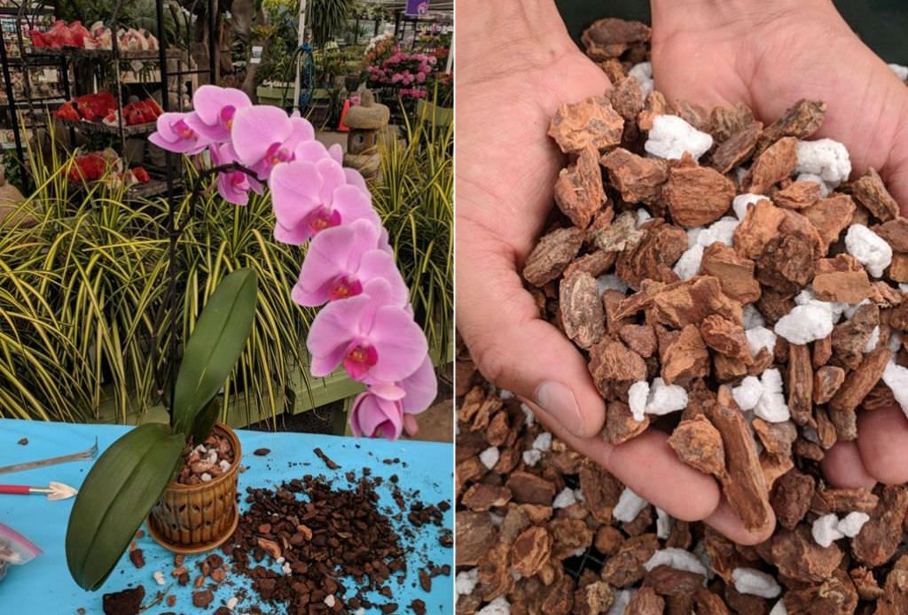 How to Grow Orchids from Seeds