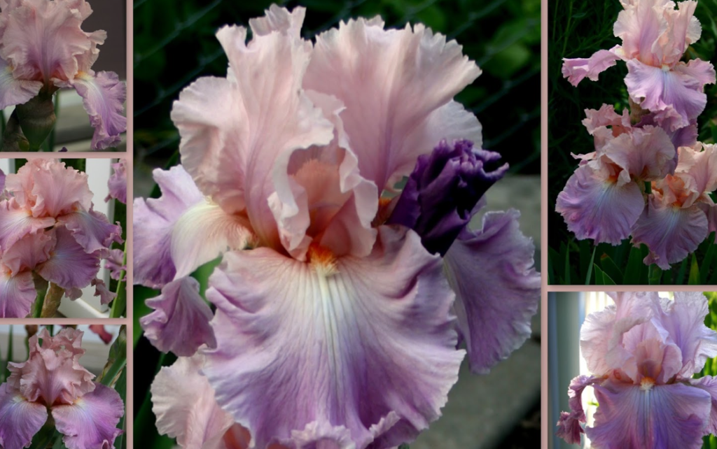 When Do Bearded iris Bloom