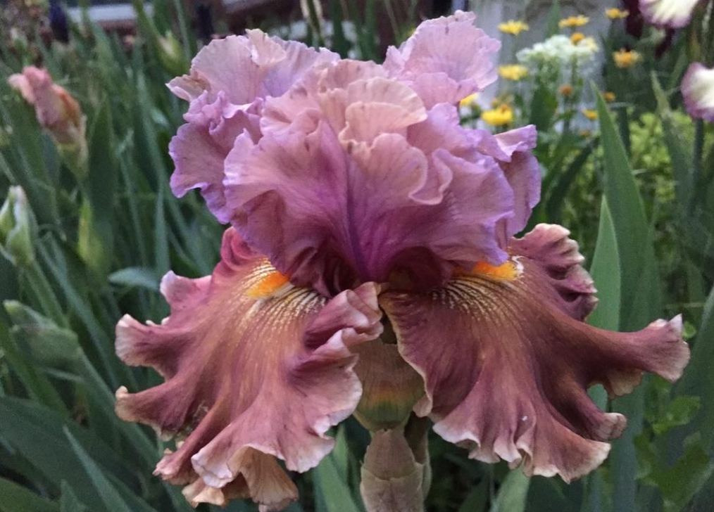 when does bearded iris bloom