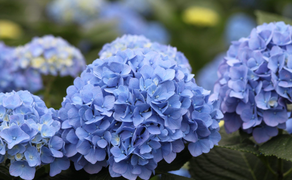 blue flower names