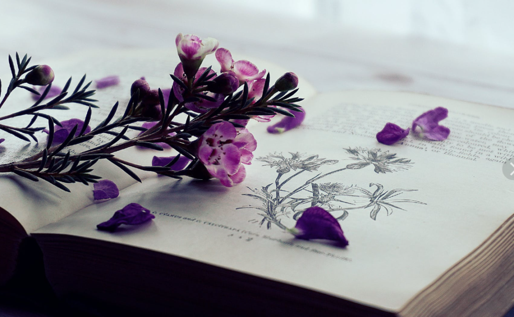 purple wax flower meaning