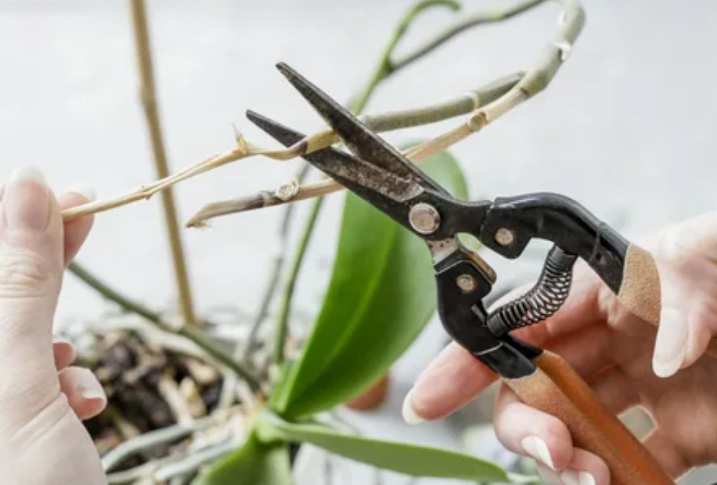 how to prune orchids