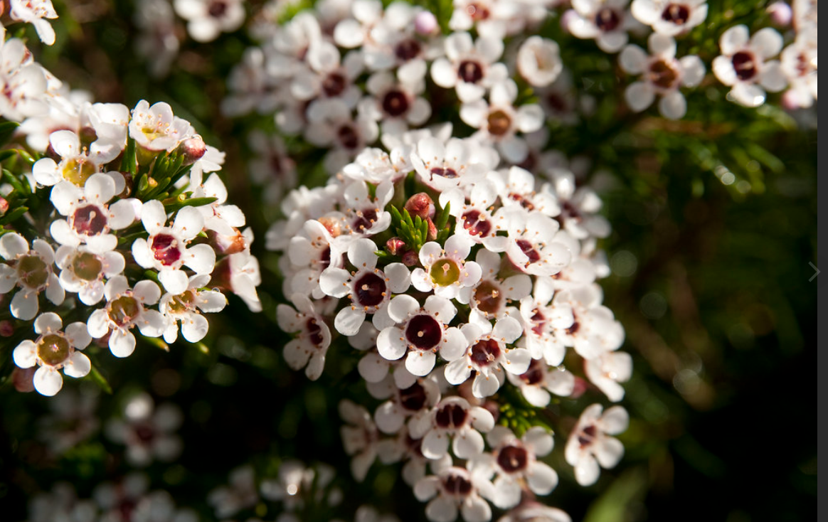 waxflower meaning
