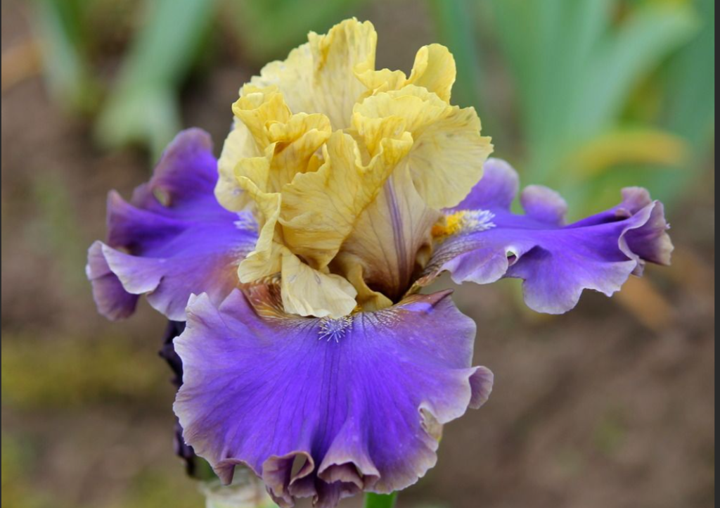 when does bearded iris bloom