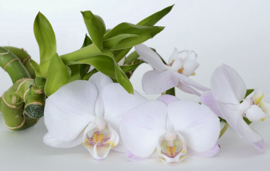 orchid meaning