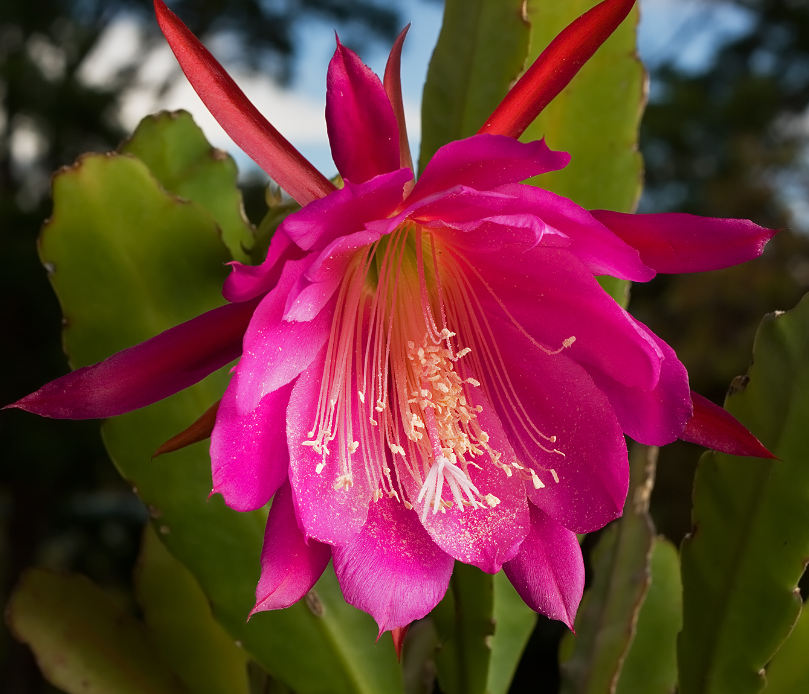Epiphyllum Flower Meaning