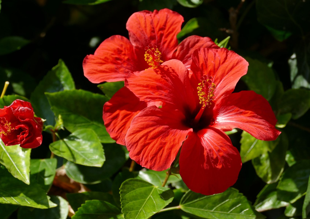 Hibiscus Flower Meaning