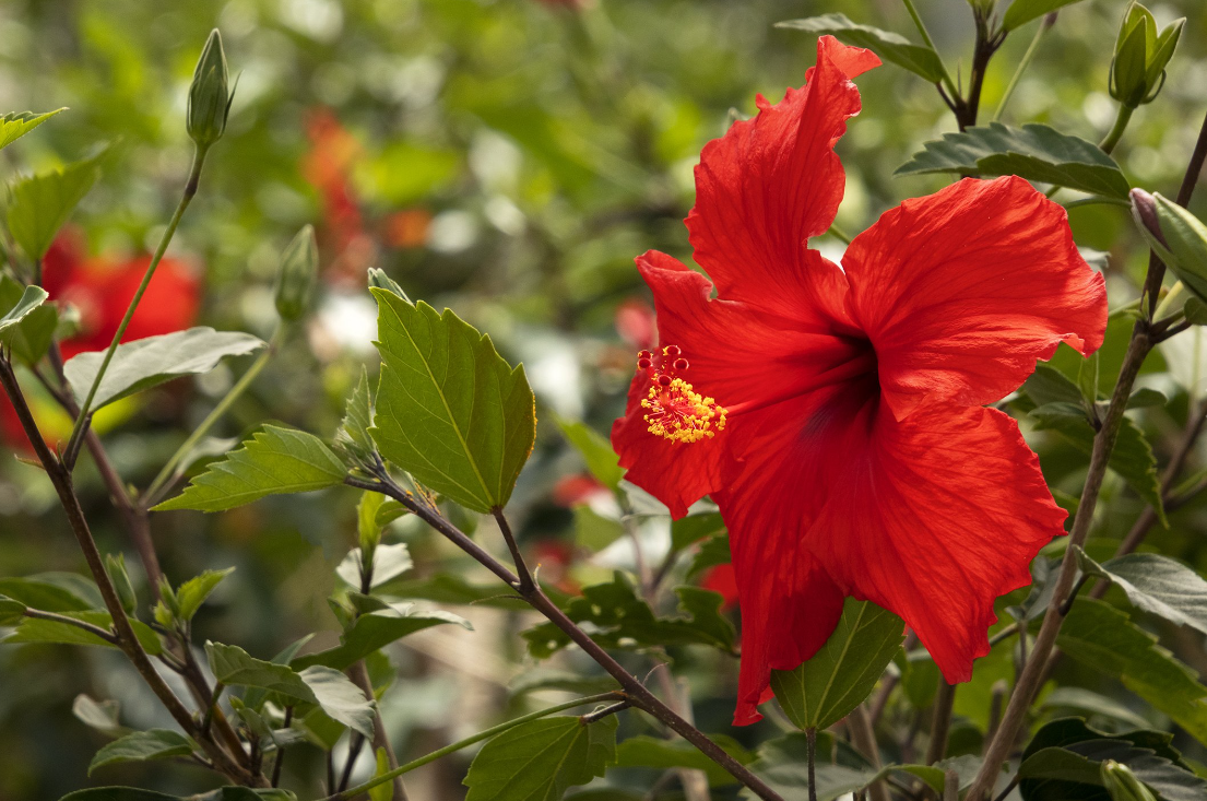 Hibiscus Flower color Meaning