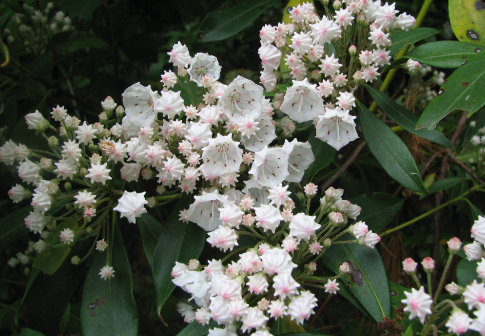 Kalmia Flower Meaning and Symbolism