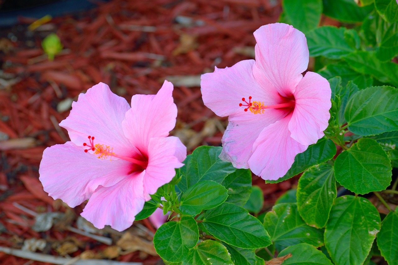 Pink Hawaiian Flower (Hibiscus) History, Meaning, and Growing Tips