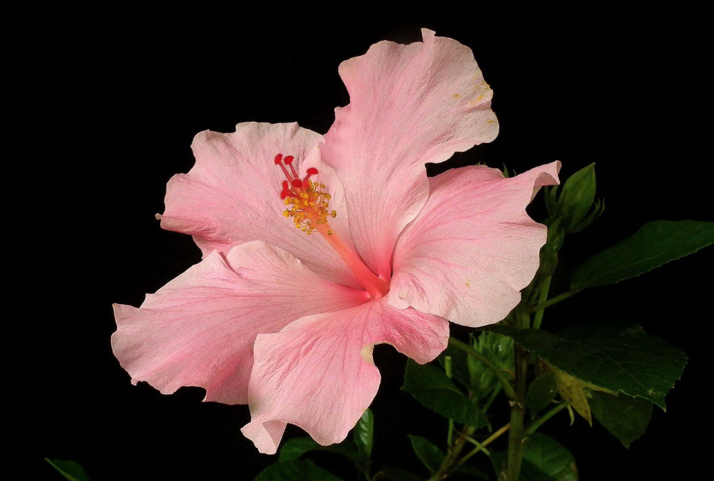 pink Hibiscus Flower Meaning