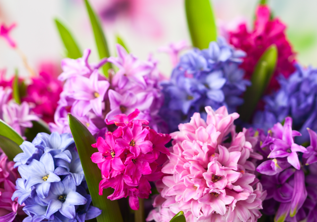 Hyacinth flower Meaning