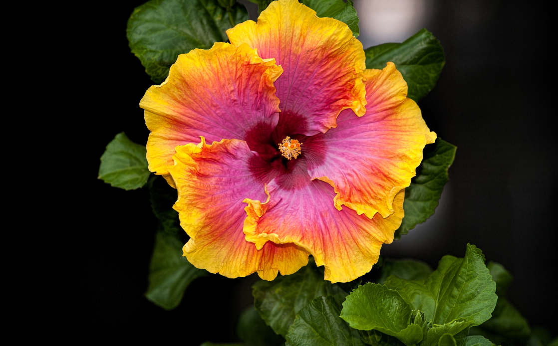 yellow Hibiscus Flower Meaning