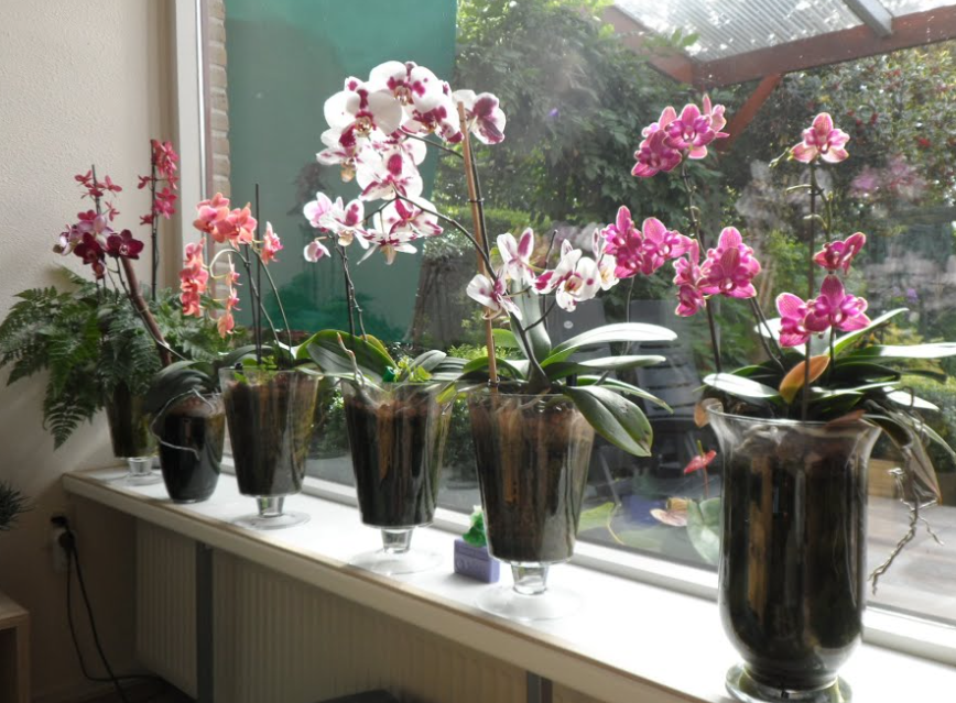 How Orchids Rebloom