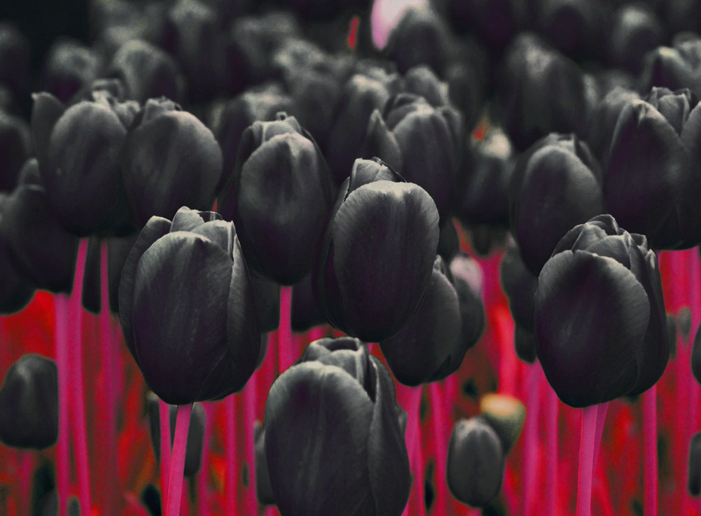 black tulip meaning